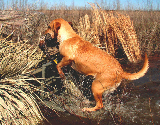 Load-A-Pup Hunting Dog, Model LP500HD